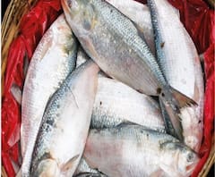 রান্নাপুজোয় পদ্মার ইলিশ খাবেন? কোথায় পাবেন?