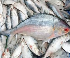 একইদিনে মহালয়া-অরন্ধন! বাজারে এক কেজি ইলিশ বিকোচ্ছে প্রায় দেড় হাজার টাকায়!