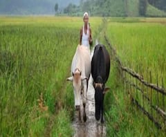 কৃষি বিল নিয়ে দ্বিতীয় মোদি সরকারে প্রথম 'বিদ্রোহ', মন্ত্রিসভা থেকে শিরোমনি অকালি দলের 'ইস্তফা'