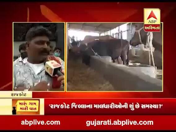 મારુ ગામ મારી વાતઃ રાજકોટ જિલ્લાના માલધારીઓની શું છે સમસ્યા?