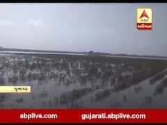 જૂનાગઢના માંગરોળ તાલુકાના ઘેડ પંથકના કેટલાક ખેતરમાં હજુ પણ વરસાદી પાણી, જુઓ વીડિયો