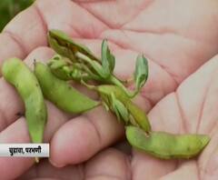 Parbhani Heavy Rain Damage | परभणीत मुसळधार पावसामुळे पिकांचं प्रचंड नुकसान, शेतकऱ्यांचे डोळे सरकारी मदतीकडे