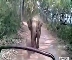 Haldwani: हल्दूचौड़ में गजराज का आतंक, फसलों को तहसन-नहस कर रहे हाथी| Uttarakhand Prime