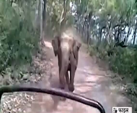 Haldwani: हल्दूचौड़ में गजराज का आतंक, फसलों को तहसन-नहस कर रहे हाथी| Uttarakhand Prime