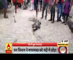 ...जब झांसी के गांव में घुस आया मगरमच्छ। Jhansi News