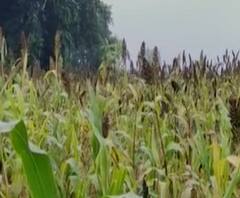 Special Report | उत्तर महाराष्ट्रात शेतकऱ्यांना पावसाचा फटका, शेतातील उभी पिकं आडवी 