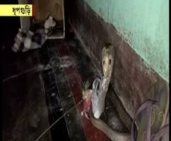 বিষধর গোখরোর থেকে সন্তানদের বাঁচাতে সমানে ডেকে যাচ্ছে দুই বিড়াল, রাস্তায় হাঁটছে কচ্ছপ – খবর একঝলকে 