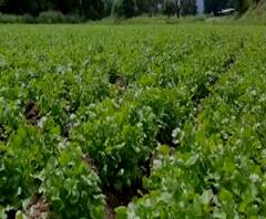 शेती जगत | कोथिंबीर लागवडीतून 4 एकर शेतीत साडेबारा लाखांचं उत्त्पन्न