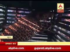 સુરતના કામરેજના ટીમ્બા ગામે ખૂંખાર દીપડો પાંજરે પૂરાયો, જુઓ વીડિયો 