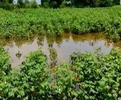 Special Report | मराठवाड्यात शेतकऱ्यांच्या अश्रूचा बांध फुटला, डोळ्यासमोर पिकांची माती झाली