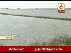જૂનાગઢ: વરસાદ રોકાયો છતાં ઘેડ વિસ્તારના ખેતરોમાં ભરાયેલા છે પાણી, જુઓ વીડિયો 