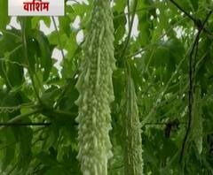 कडू कारल्याची गोड बातमी! वाशिमच्या शेतकऱ्याकडून 15 दिवसात 15 क्विंटल कारल्याचं उत्पादन, पारंपरिक शेतीला फाटा देत शेतकऱ्याकडून लाखोंची कमाई