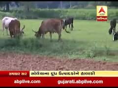 માણસા તાલુકાના સોલૈયાના દૂધ ઉત્પાદકોને હાલાકી, દૂધના નથી મળતા પુરતા ભાવ