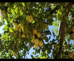 हर्षिल घाटी सेब से हुई गुलजार, किसानों को सरकार से ये उम्मीद