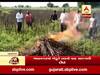 ભાવનગર: ભારે વરસાદના કારણે તલનો પાક બગડી જતા ખેડૂતે સળગાવી દીધો, જુઓ વીડિયો