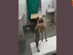 Rajasthan: बांसवाड़ा में बदहाली देखिए, अस्पताल में बेडों पर घूम रहे कुत्ते । 7 Ka Panch