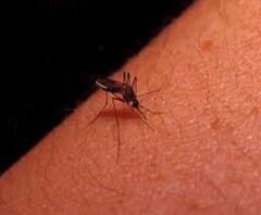 हल्द्वानी में Coronavirus के बाद अब डेंगू का खतरा। Uttarakhand News