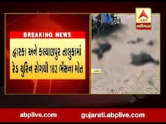 દ્વારકા અને કલ્યાણપુર તાલુકામાં રેડ યુરિન રોગથી 162 ભેંસના મોત, જુઓ વીડિયો