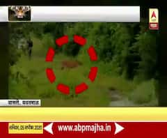 Yavatmal Tiger Attack | वाघाच्या तावडीतून शेतकरी थोडक्यात बचावला, भीतीने शेतकरी दोन तास झाडावर