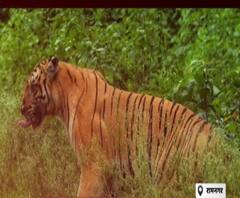  Ramnagar: घायल हालत में देखी गई बाघिन,बाघिन के साथ हैं उसके 2 शावक