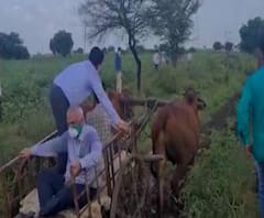 परभणीत अतिवृष्टीमुळे पिकांचं मोठं नुकसान; पाहणीसाठी आमदार, जिल्हाधिकाऱ्यांचा बैलगाडी प्रवास