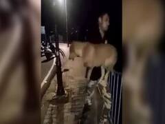 Bhopal man who threw stray dog off bridge arrested; culprit Salman arrested, unlikely to get bail