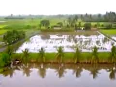 અતિશય વરસાદના કારણે સૌરાષ્ટ્ર-કચ્છ-દક્ષિણ ગુજરાતમાં ખેતીને મોટું નુકસાન, જુઓ વીડિયો