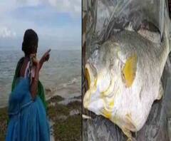 সাগরের হতদরিদ্র মহিলার ভাগ্য ফেরাল ৬০ কেজির ভোলা-মাছ, বিক্রি ৩ লক্ষ ৩২ হাজার টাকায়!