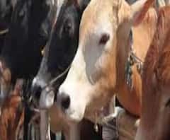 গরুর বিনিময়ে অস্ত্র, টাকা, সোনা! সীমান্তে পাচারচক্রে জেএমবি-যোগ, নজরে বিএসএফের একাধিক অফিসার