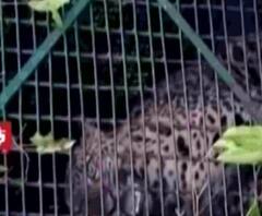 বেশ কিছু দিন ধরে উপদ্রব চালানোর পর অবশেষ ধূপগুড়ির চা-বাগানে খাঁচাবন্দি চিতাবাঘ