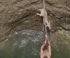 Deer Rescue | शिक्षकानं 50 फूट खोल विहिरीत उतरून हरणाच्या पाडसाला वाचवलं, धामोरी गावातील घटना