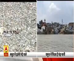 Mathura में यमुना नदी में गंदगी का अंबार, पानी साफ करने की व्यवस्था फेल| ABPGanga