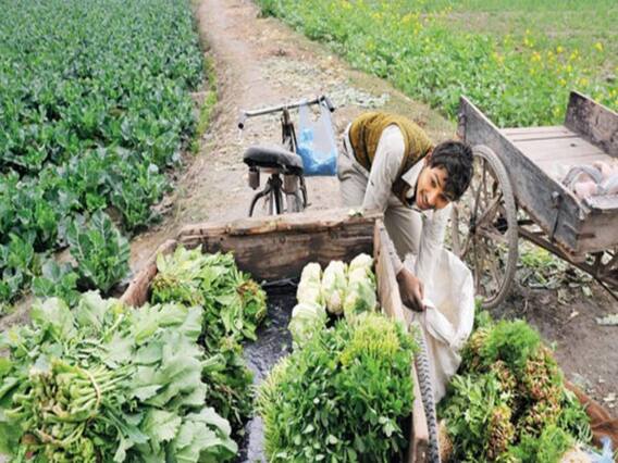 Master Stroke From Leh: DRDO's research institute grows vegetables for Indian army