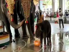 मिलिए मंजुनाथ स्वामी मंदिर के बेबी हाथी शिवानी से