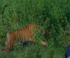 चंद्रपुरात शेतकऱ्यांनी लाठ्याकाठ्यांनी वाघाला पिटाळलं, थरार कॅमेऱ्यात कैद