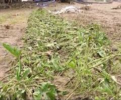 Sheti Jagat | अस्मानी संकटामुळे पीकं धोक्यात | गावागावात काय आहे शेतीची परिस्थिती?