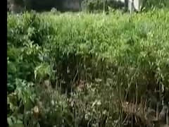 અમદાવાદમાં ગ્રીન કવરની ટકાવારી વધી, ગરમીથી રાહત મળવાનો AMCને વિશ્વાસ