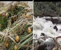 Heavy Rain Loss | पावसाने बळीराजा उध्वस्त, पंढरपूर,सांगोला अन् माळशिरस तालुक्याला ढगफुटीचा मोठा फटका