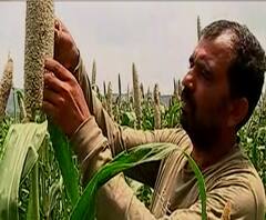 झेंडूला भाव नसल्याने यंदा भुईमुगाची लागवड, हरगुडे गावात यंदा झेंडू बहरणार नाही.. | स्पेशल रिपोर्ट