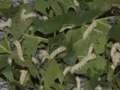 कश्मीर में शहतूत की बंपर फसल के बाद अब रेशम किसानों में जगी उम्मीद