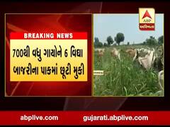 બનાસકાંઠાના લાખણીના ગામડી ગામમાં ખેડૂતે પોતાના ઉભા પાકમાં ગૌશાળાની ગાયો ચરાવી, જુઓ વીડિયો