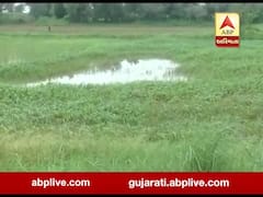મહેસાણાઃ અપ્રસમાણસર વરસાદના કારણે ખેરાલુ, વિસનગર, ઉંઝામાં પાકને નુકસાન, જુઓ વીડિયો 