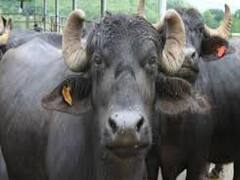 How declining GDP has affected middle class families? 