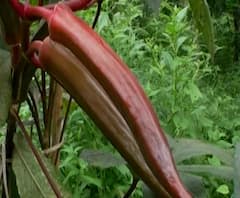 शेती जगत | शेती क्षेत्रातील घडामोडींचा वेगवान आढावा | 30 सप्टेंबर 2020