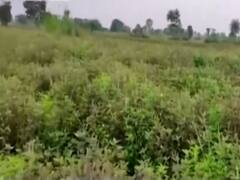 आजिविका मिशन से बदलाव की कहानी, तुलसी की फसल ने कैसे बदला जीवन 