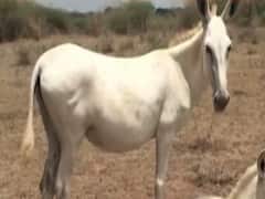 Gujarat: Donkey milk will be up for sale at Rs 7000 a litre 