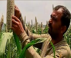 झेंडूला भाव नसल्याने यंदा भुईमुगाची लागवड, हरगुडे गावात यंदा झेंडू बहरणार नाही.. | स्पेशल रिपोर्ट