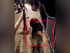 Barbaric act captured on camera as man throws dog off a bridge; absconding culprit identified as Salman from Bhopal