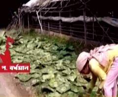 করোনাকালে বন্ধ সামাজিক জমায়েত, চাহিদা নেই শালপাতার থালা-বাটির, কর্মহীন কয়েকশ পরিবার