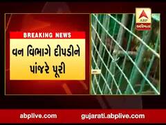 તાપીના વ્યારા તાલુકાના કેળકુઇ ગામેથી દીપડી પાંજરે પુરાઇ, સ્થાનિકોએ લીધો રાહતનો દમ